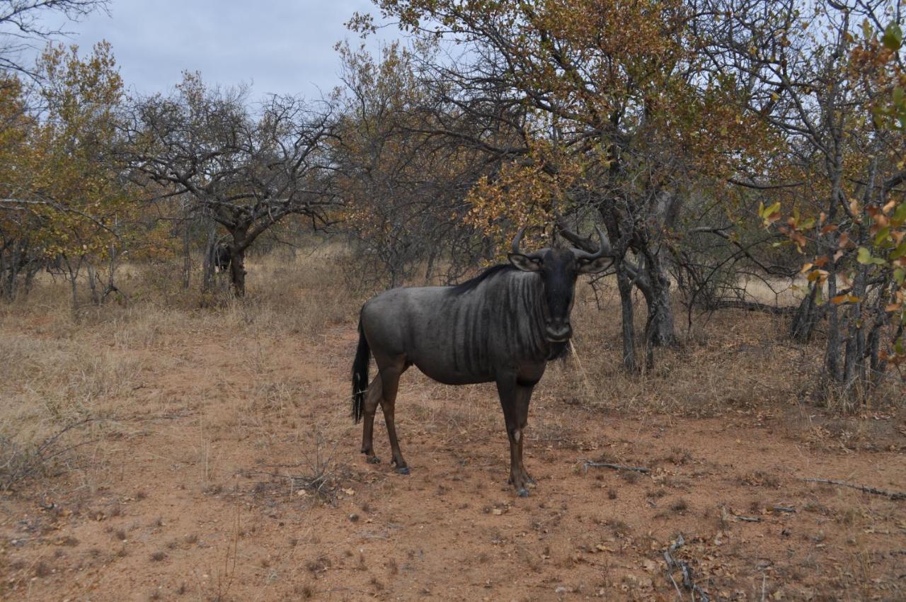 Kelora Bush Camp Hotel Hoedspruit Eksteriør billede