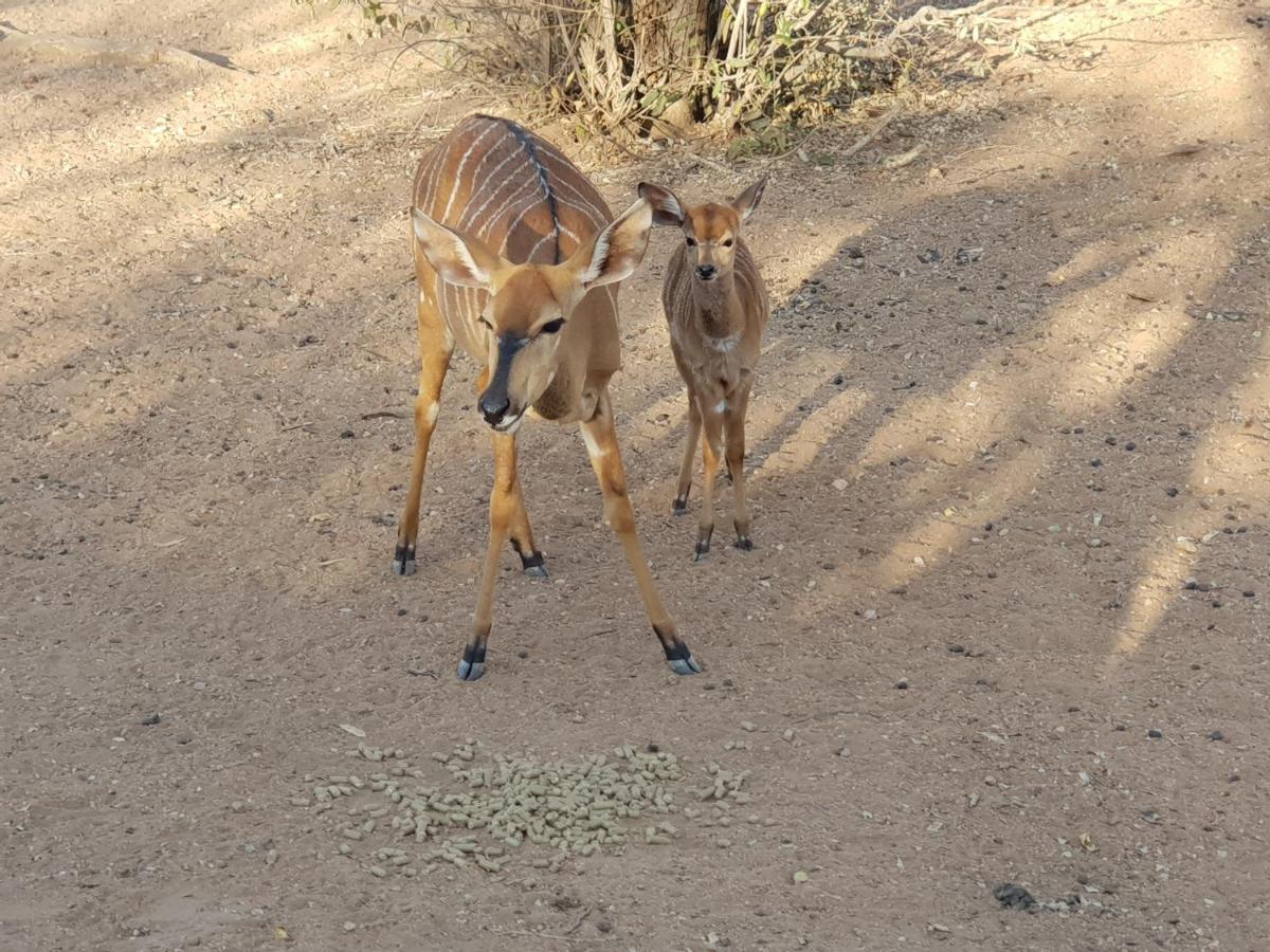 Kelora Bush Camp Hotel Hoedspruit Eksteriør billede