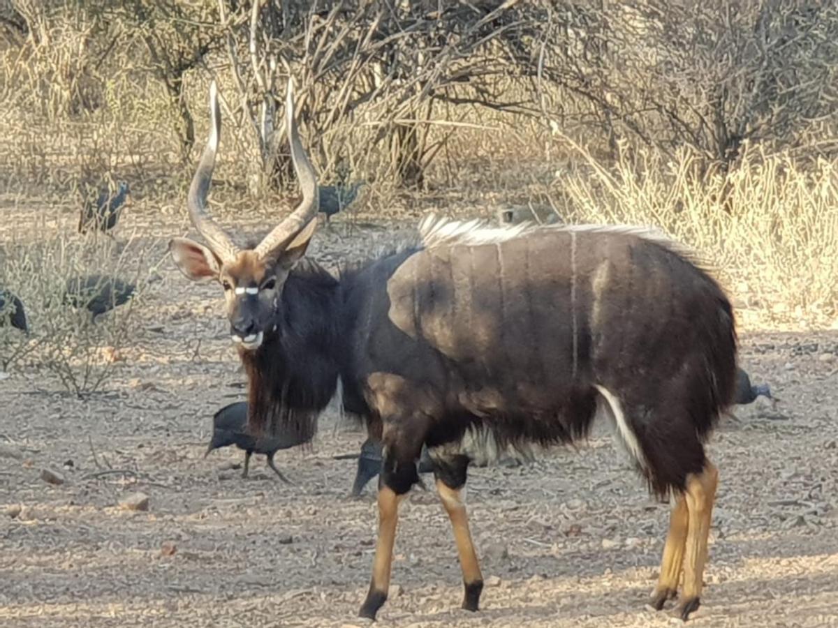 Kelora Bush Camp Hotel Hoedspruit Eksteriør billede